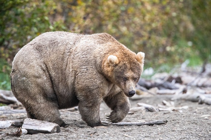 Good Morning, News: Grizzly Bears Are Back (Soon) (In the Northern Cascades), Portland Camping Rule Changes (Still Need a Final Vote), and Portlanders Deciding the Budget?! (Could Be on the November Ballot)